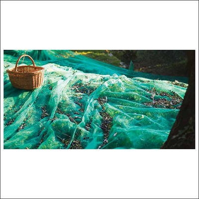 Red de la estructura verde de la trenza cuadrada/redes verdes olivas del HDPE para cosechar aceitunas