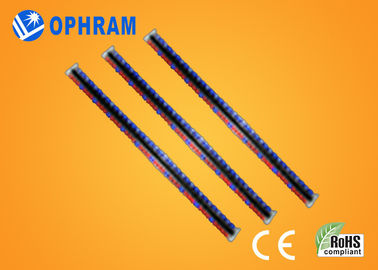 El alto brillo Epistar LED rojo y azul de IP65 crece luces con el CE/ROHS
