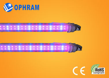 50Hz/60Hz 230V/240V el espectro completo LED crece las luces para la verdura