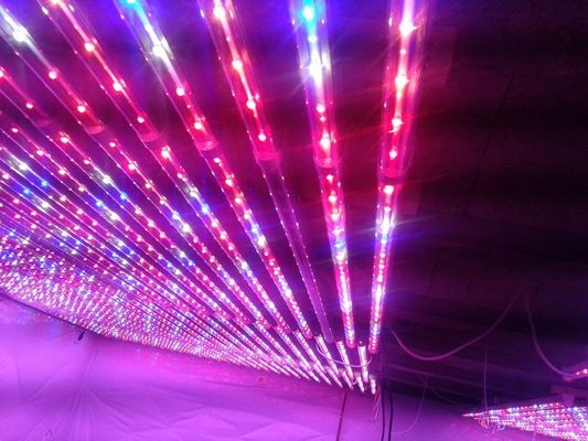 La planta de G13 LED crece las luces rojas e hidropónico azul para el invernadero de la agricultura